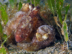 Pair of Tiny Octopus by Abimael Márquez 